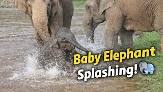 Funny Baby Elephant Goes Crazy in Water 🐘💦 | Cute Elephant Family Moments