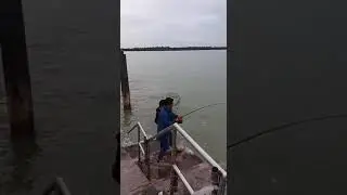Pari 20kg++ Angler resort pantai aceh pulau indah..penutup tirai 2017..