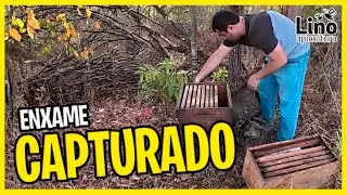 Captura de Enxame ao Vivo: da Rainha à Nova Colmeia em Poucos Minutos!
