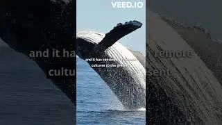 When will Whales become extinct? | wisenuggetz