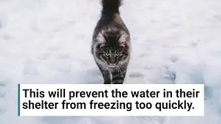 Cornell Vet on how to help outdoor cats during winter