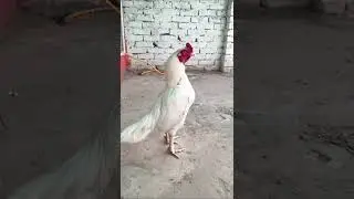 Mashallah white aseel #pakistan #pakistaniaseel #aseel #pet #birds #fyp