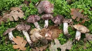Inocybe adaequata