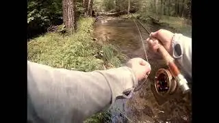 BROOK TROUT B-ROLL