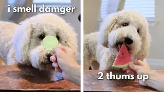 My Dog Reacts To Trying Lime & Summer Fruits! ASMR TASTE TEST #4