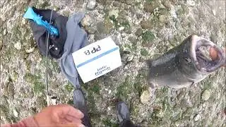 Coho at Possession Point state park, 