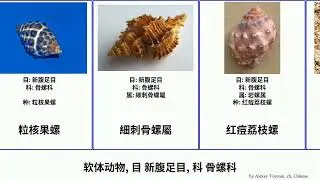 软体动物, 目 新腹足目, 科 骨螺科 mollusca 蛎敌荔枝螺 刺岩螺属 千手螺属 内饰角口螺 Muricidae 刺荔枝螺 红痘荔枝螺 日本刍秣螺 栉齿核果螺 梭岩螺属 棘芭蕉螺属 Dan