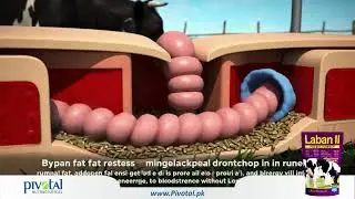 How Bypass Fat Improves Milk Yield in Dairy Animals | Laban II | 3D Animation