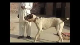 BK's From Azaad Kashmir