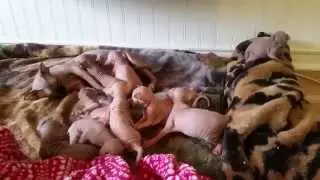 Cutest Sphynx Kittens Ever
