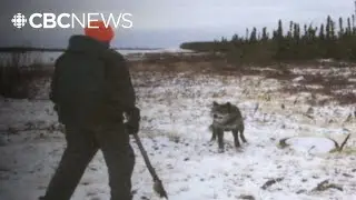Attacked and killed by wolves but could it have been prevented? | From the Archives