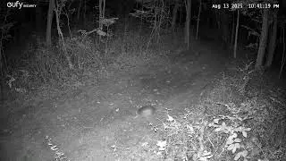 Two Armadillos Play Follow the Leader at Night | Rare Wildlife Footage