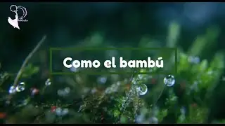 Como el bambú