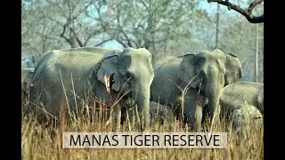Manas Tiger Reserve