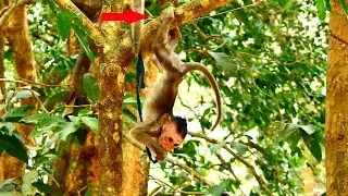 Super Strong! Jayden baby monkey play without fear falling out of tree