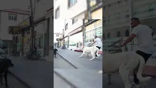 Aslan Gibi K&uuml;&ccedil;&uuml;len K&ouml;pek! #aslan #k&ouml;pek #shorts