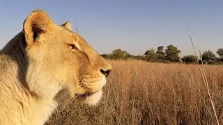 Meg & Amy's Beauty Secrets! #AskMeg | The Lion Whisperer