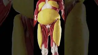 💡 Subcutaneous Fat in the Male Body: More Than Just Fat 💡