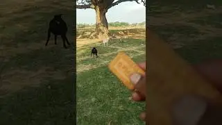 Monkey & Goat fight #shorts #goat #monkey