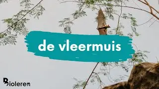 Bioleren - De vleermuis