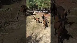 POV : of Spanish goats #trending #GoatLife #FarmVibes #GoatTok #FarmAnimals #ViralShorts