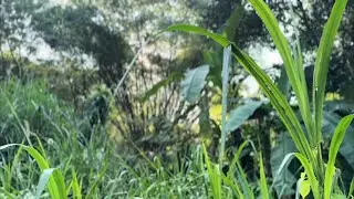 #morningride #eliminator500 #kawasaki #motovlog #insta360 #dji #ihavethisthingwithplants 