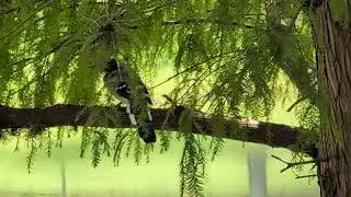 Never Have Seen Blue Jay Without Head Feathers or Crest & Hops in Cypress Tree! Oviedo, Florida 