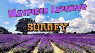 Mayfield Lavender Farm, SURREY
