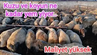 Besi kuzu ve koyunlarina ne kadar yem yiyor. Maliyet ne.. 