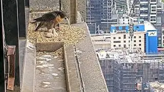 #falcon CAM3#06 mother birds brings food to feed her chicks in the nest, Falcon babies feeding