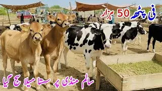 Salam Mandi Fresh Rite | Cholistani Cross Heifers | Top Quality Dairy Calves in Pakistan