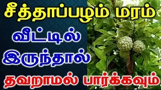 சீத்தாப்பழம் மரம் வீட்டில் இருந்தால் தவறாமல் பார்க்கவும் |  Health Benefits Of Custard Apple Tamil
