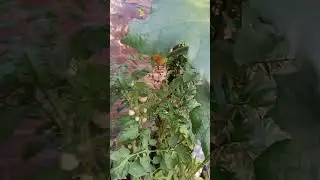 Tori vegetable. Luffa acutangula#shorts