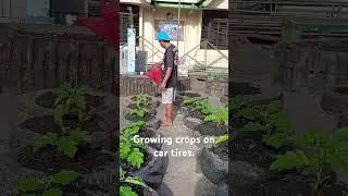 Growing crops on car tires. #kanauje&ntilde;o #vegetablesgarden #vegetables