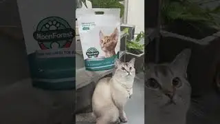 Cats are so cute, of course we have to record them all the time! #MoonForest#DailyCatCare