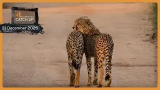 A bond like no other - SafariLIVE Catch Up, 31 December 2025