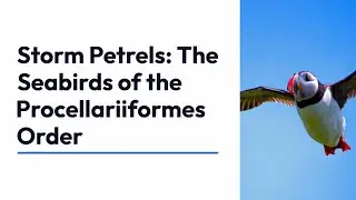 Dancing on the Wind: The Enigmatic World of Storm Petrels, Antarctic Breeding Grounds to Nocturnal