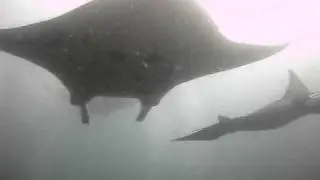Manta - Kani 2010