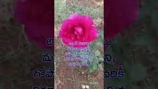 RadhaKrishna Healing Motivational Quotes|Lord Krishna Mankind #krishnavani #radhakrishna #motivation