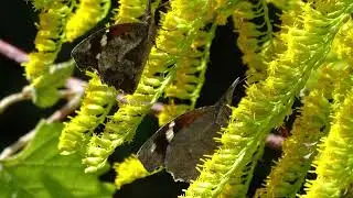Tall Goldenrod - 60 Second Plant Profiles