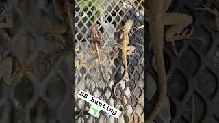 Hunting invasive Cuban Brown Anoles!