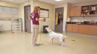 Dog behavior evaluation