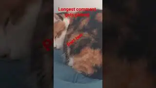 Longest comment gets pinned!😀 #cats #comment #pin #pinned #part two # gets #longest💪