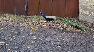 Peacock once more more