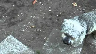 B&auml;rchen und sein neuer Freund in der Tierpension Richter 04928 Plessa