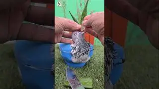 kalapati treatment #short #pugeon #pets