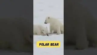 Learn Arctic Animals Short for Kids | Fun Arctic Creatures for Children | Phonics & English Learning