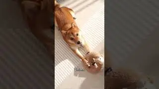 My dog predicts the future✨❤️🥰 #dog