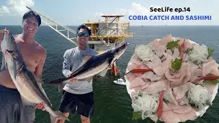 COBIA SASHIMI! Catch Clean Sashimi | LOUISIANA COBIA FISHING!