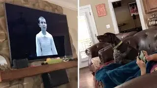 Dog Hates Stranger Things